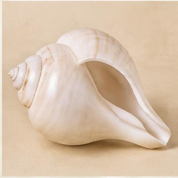 Natural White Blowing Shankh