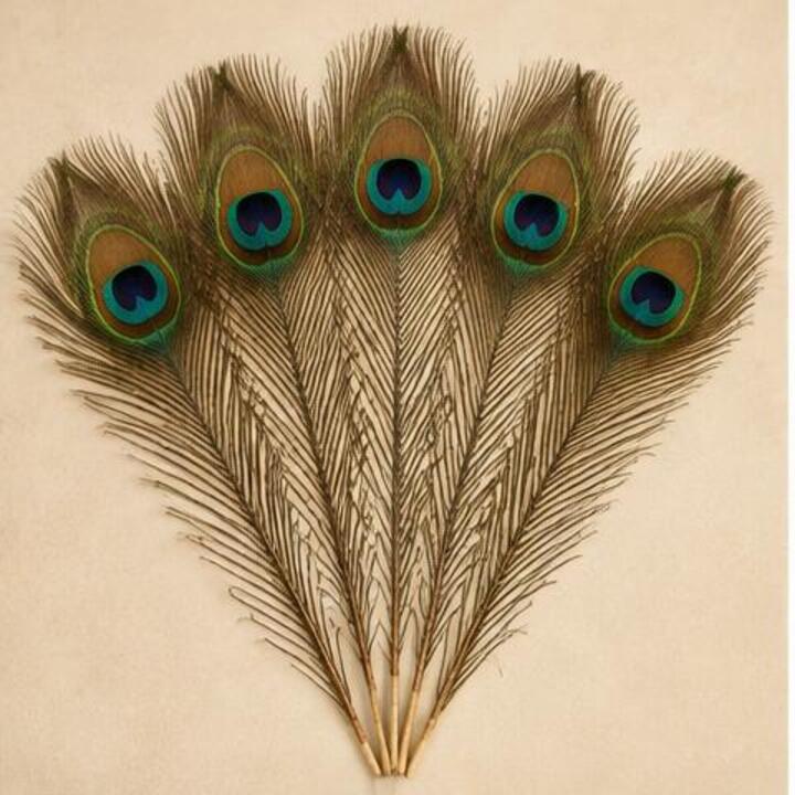 Natural Peacock Feathers